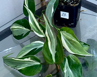 Philodendron Rio, rooted plant#7B