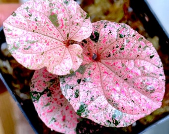 REVERTED Piper sp.Papua pink variegated(photos 2-6th), SUPER RARE #3