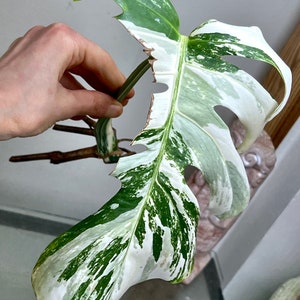 Variegated Monstera Albo Borsigiana rooted cutting image 2