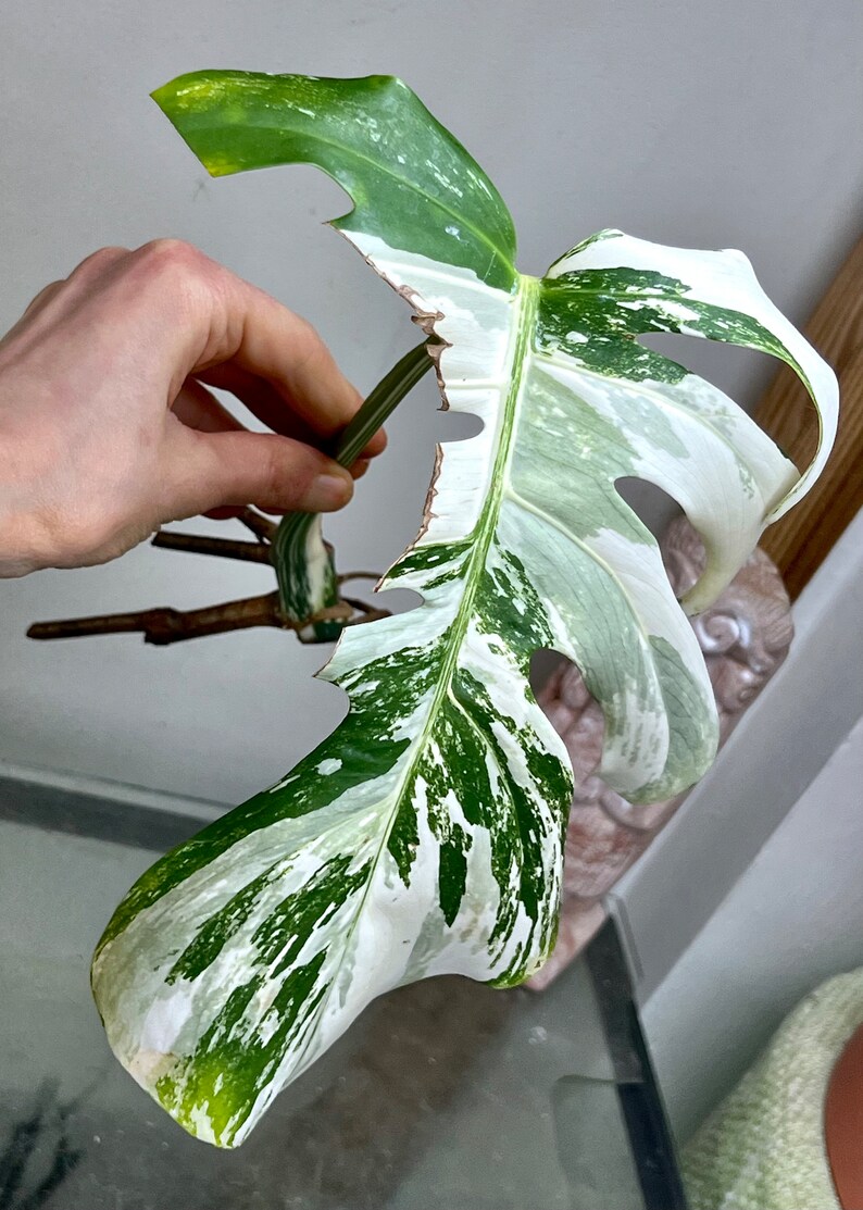 Variegated Monstera Albo Borsigiana rooted cutting image 2