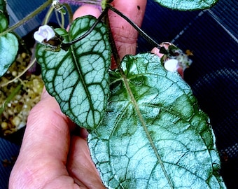 Piper Sp.papua Pink HIGHLY Variegated, Terrarium Culture, RARE