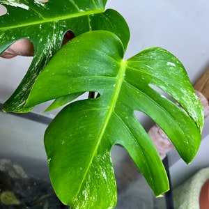 Variegated Monstera Albo Borsigiana TOP cutting image 2