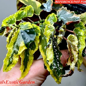 Begonia 'dainty Spray' Sport Variegated - Etsy