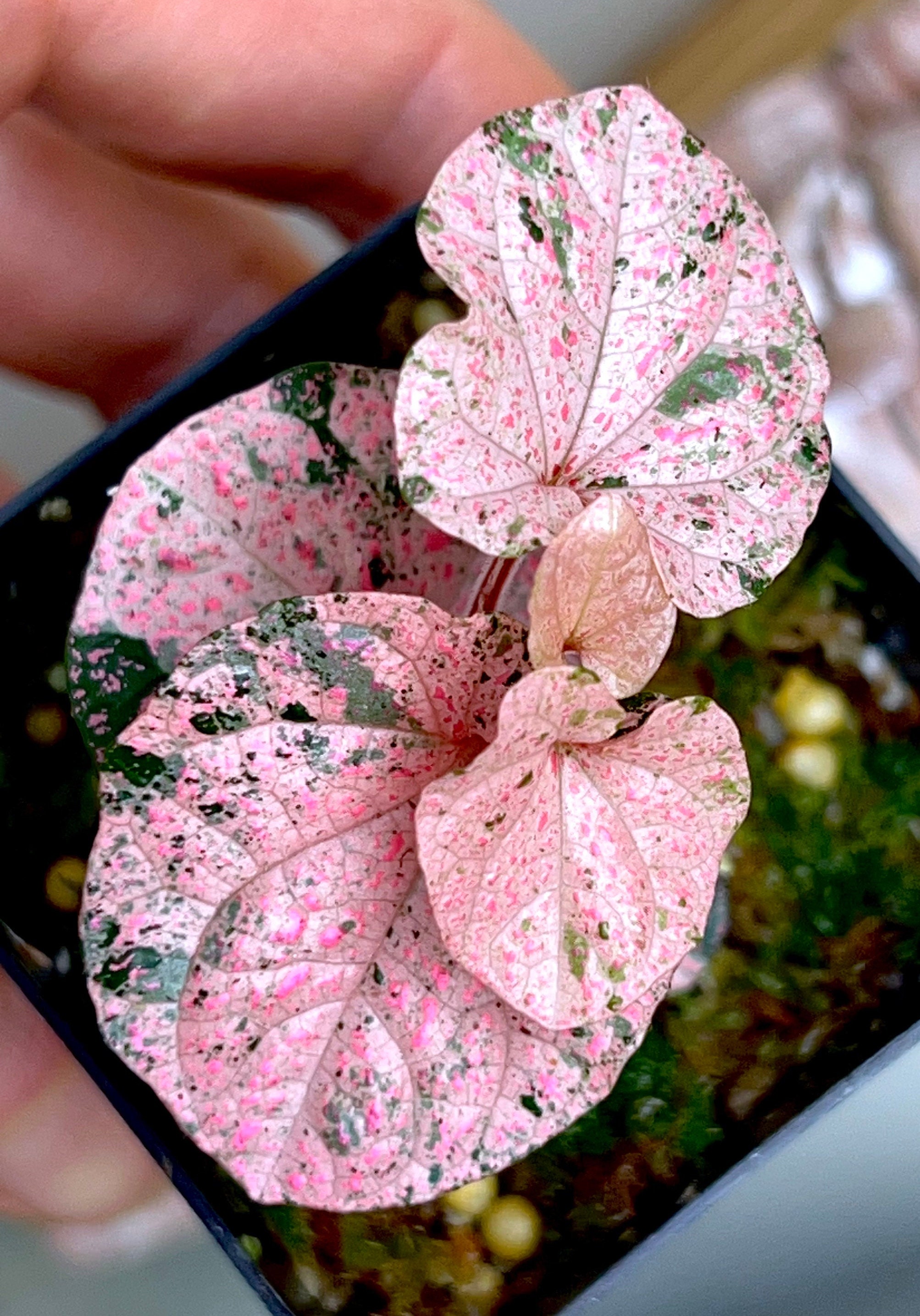 Piper Sp.papua Pink HIGHLY Variegated, Terrarium Culture, RARE