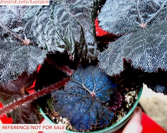 Begonia U485, iridescent species, terrarium culture, RARE#1a