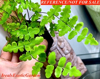 Fern sp.Borneo,terrarium culture #1