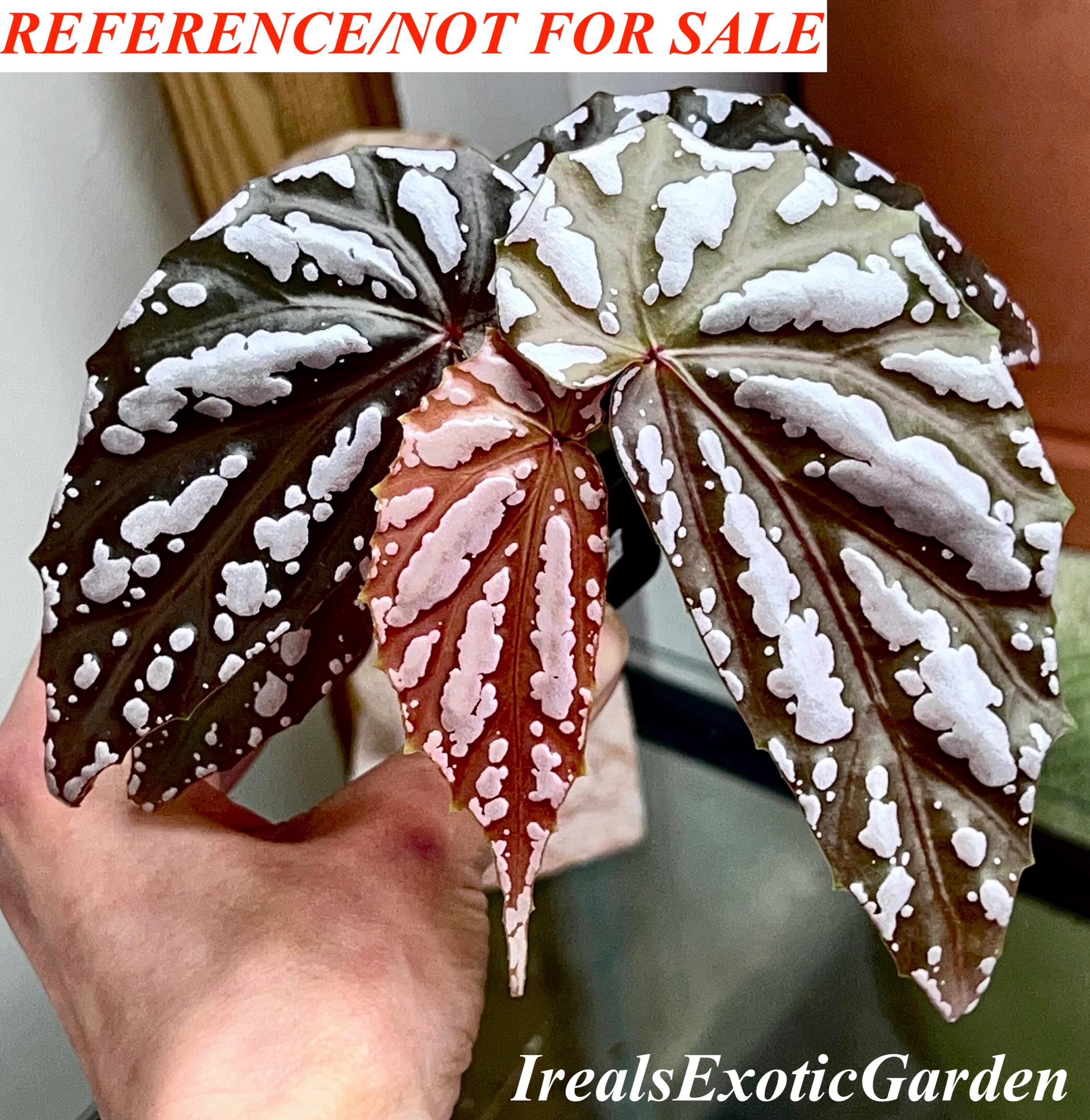 Begonia Sp. Lampung Sumatra, for Terrarium Only - Etsy