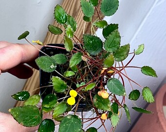 Begonia vankerckhovenii, terrarium culture #2