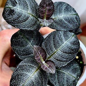 jade plant sun requirements Jade Crassula  Urbane Eight Inc