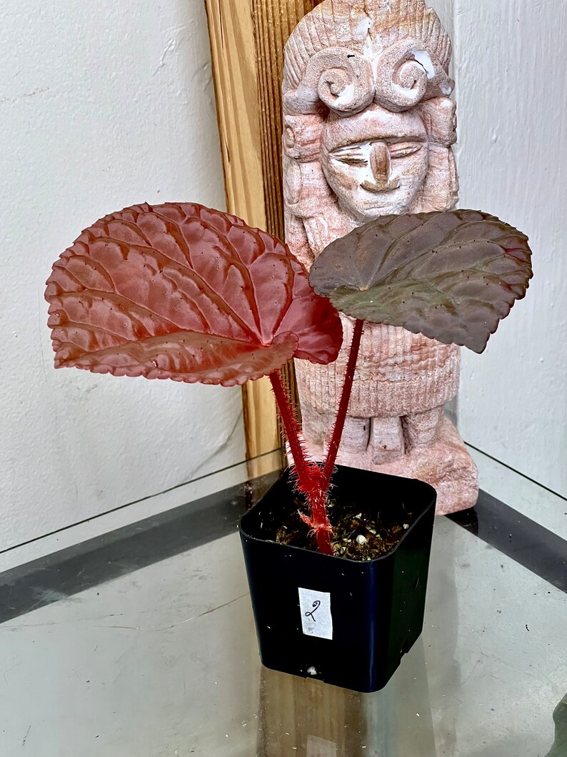 Begonia anisosepala, terrarium culture, RARE2 image 3