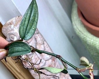 Philodendron Burle Marx Fantasy bouture (1 offerte pour tout achat de 2 plantes ou plus)