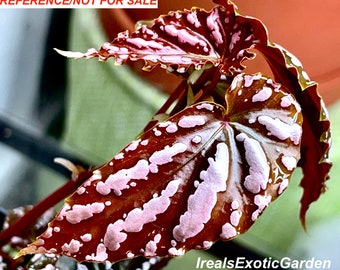 Begonia sp. Lampung Sumatra, terrarium culture, RARE#M1