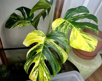 Monstera Marmorata Aurea, Gorgeous Variegation!#2B