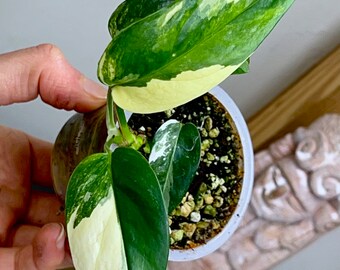 Variegated Epipremnum Pinnatum rooted plant, #8C