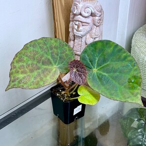 Begonia rockii,terrarium culture 5a image 3