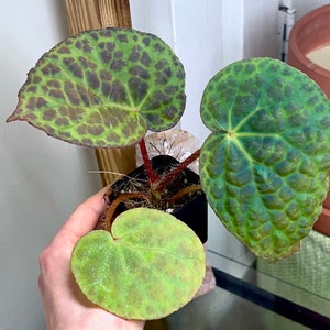 Begonia rockii,terrarium culture C1 image 3