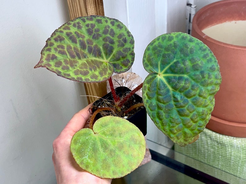 Begonia rockii,terrarium culture C1 image 3