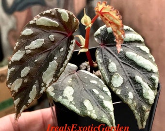 Begonia penrissenensis, terrarium culture,RARE#3M