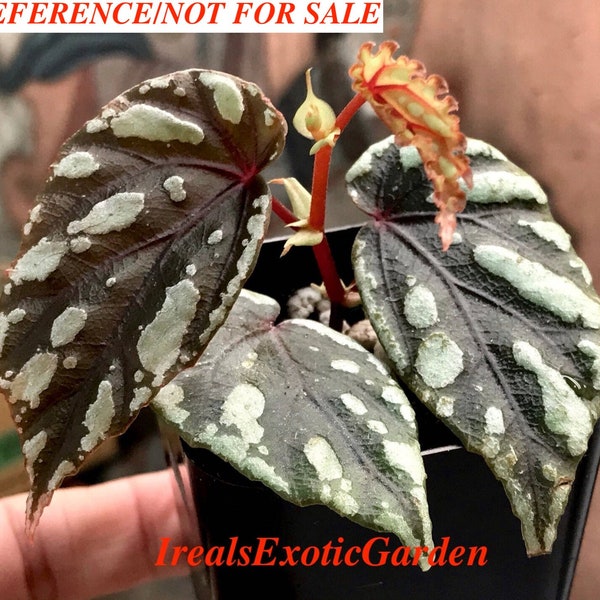 Begonia penrissenensis, terrarium culture,RARE#1