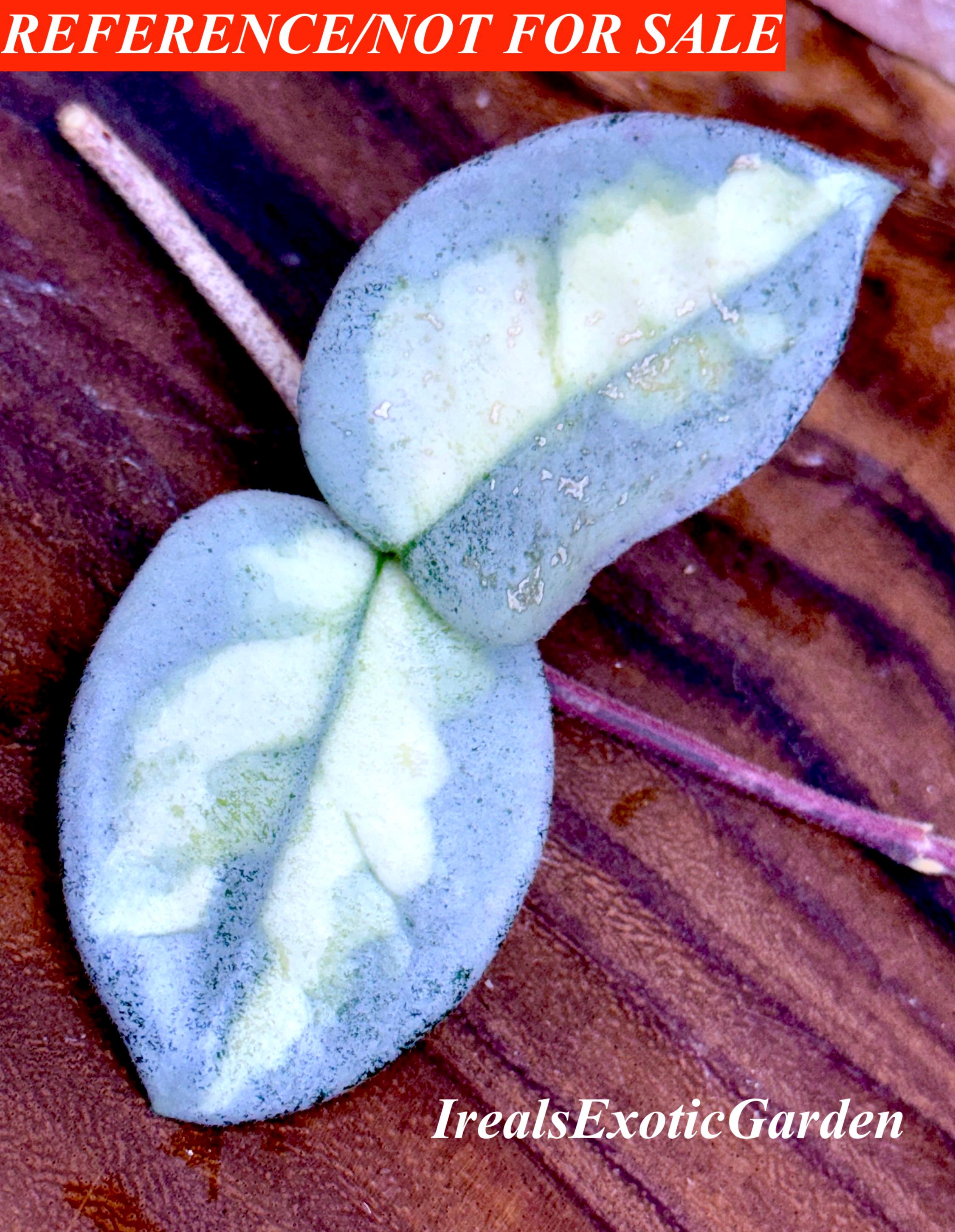 Hoya Carnosa Argentea Princess, CUTTING Unrooted#c - Etsy