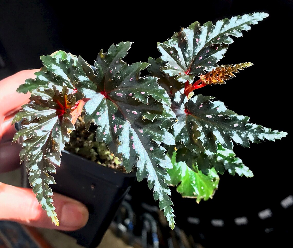 Begonia serratipetala terrarium culture RARE1 | Etsy