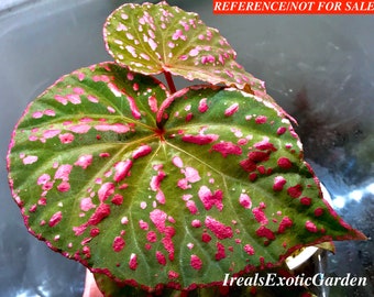 Begonia roseopunctata spotted form, terrarium culture, RARE #2