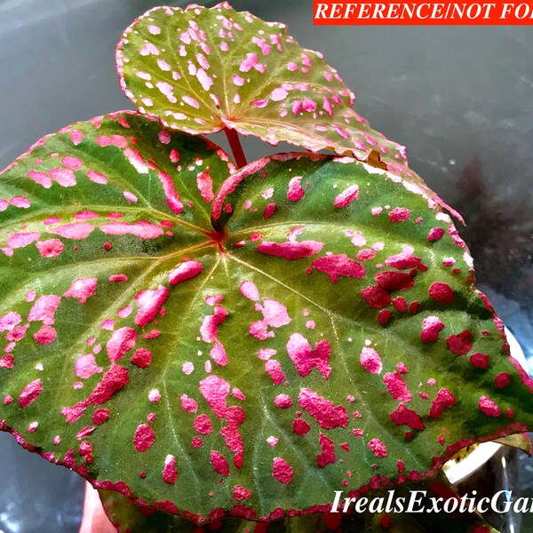 Begonia roseopunctata spotted form, terrarium culture, RARE #S1