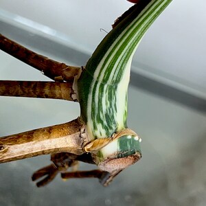 Variegated Monstera Albo Borsigiana rooted cutting image 7