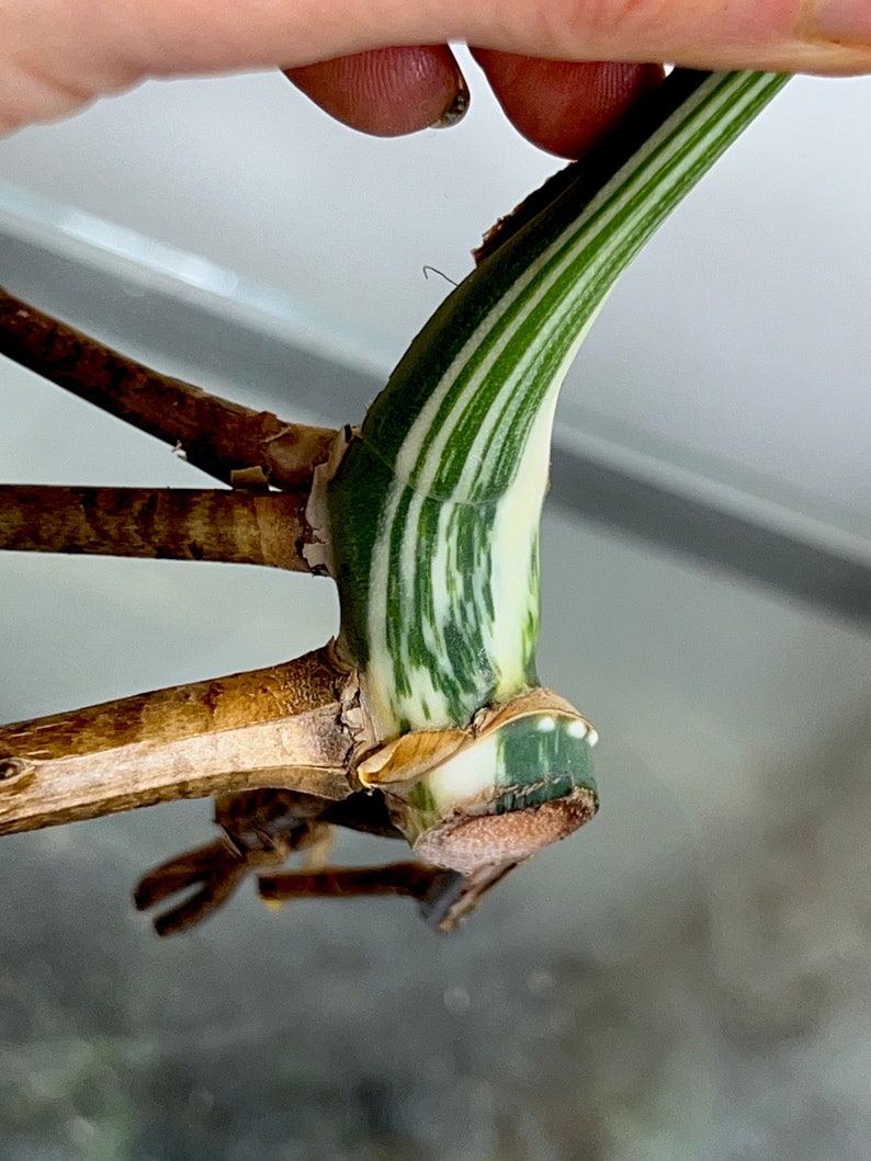 Variegated Monstera Albo Borsigiana rooted cutting image 7