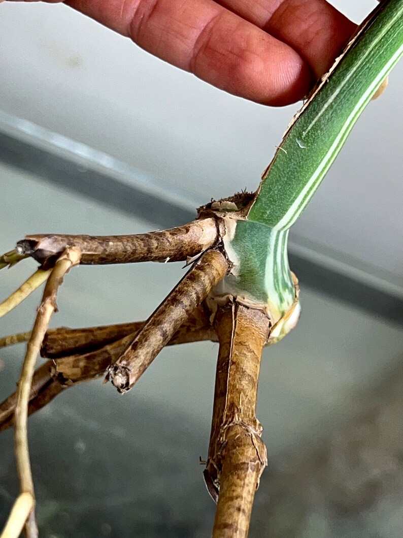 Variegated Monstera Albo Borsigiana rooted cutting image 8