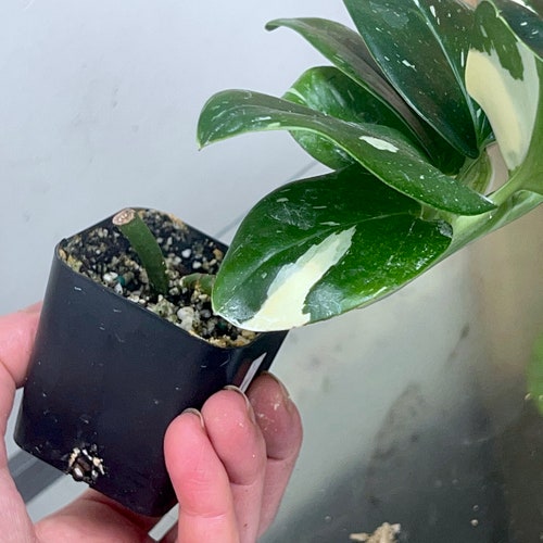 Aroid Monstera standleyana shops variegated fully rooted plant, RARE #1
