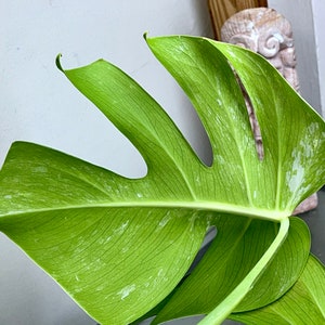 Variegated Monstera Albo Borsigiana TOP cutting image 5