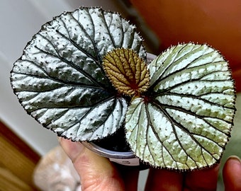 Begonia sp.Borneo, terrarium culture#3 FIRST TIME OFFERED!