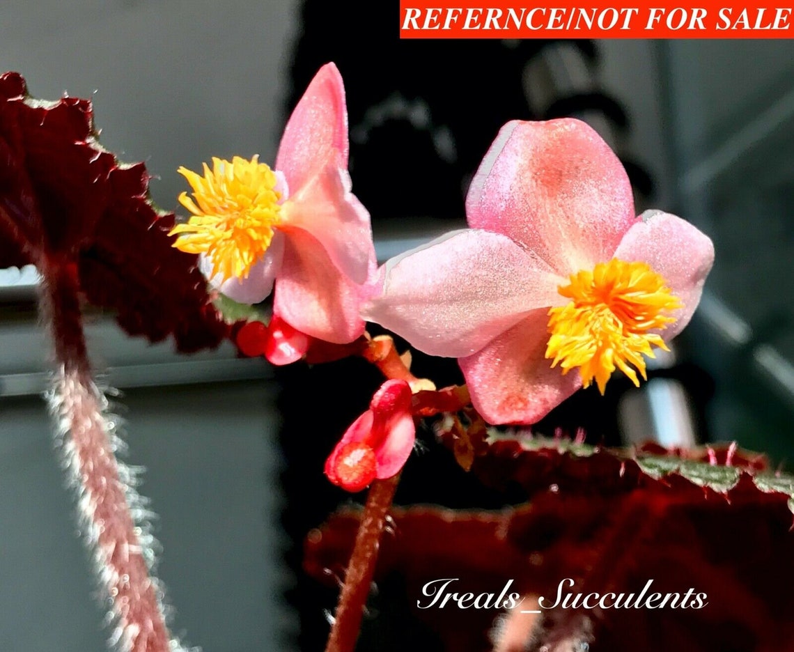 Begonia U485 iridescent species terrarium culture RARE4 Etsy