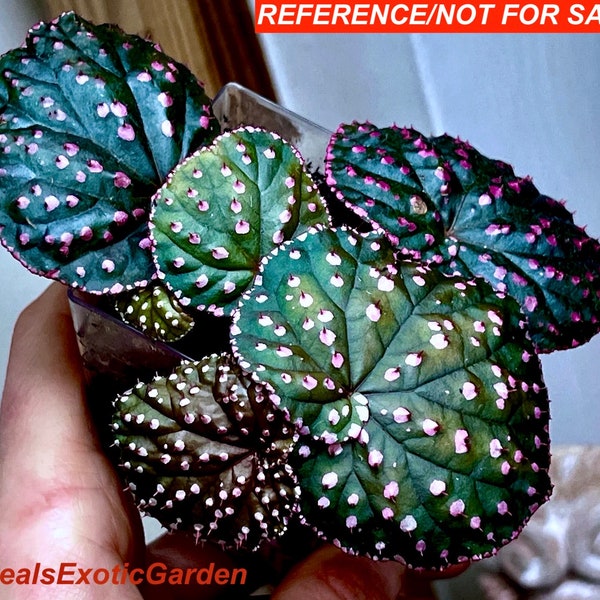 Begonia ocellata, terrarium culture, RARE #2