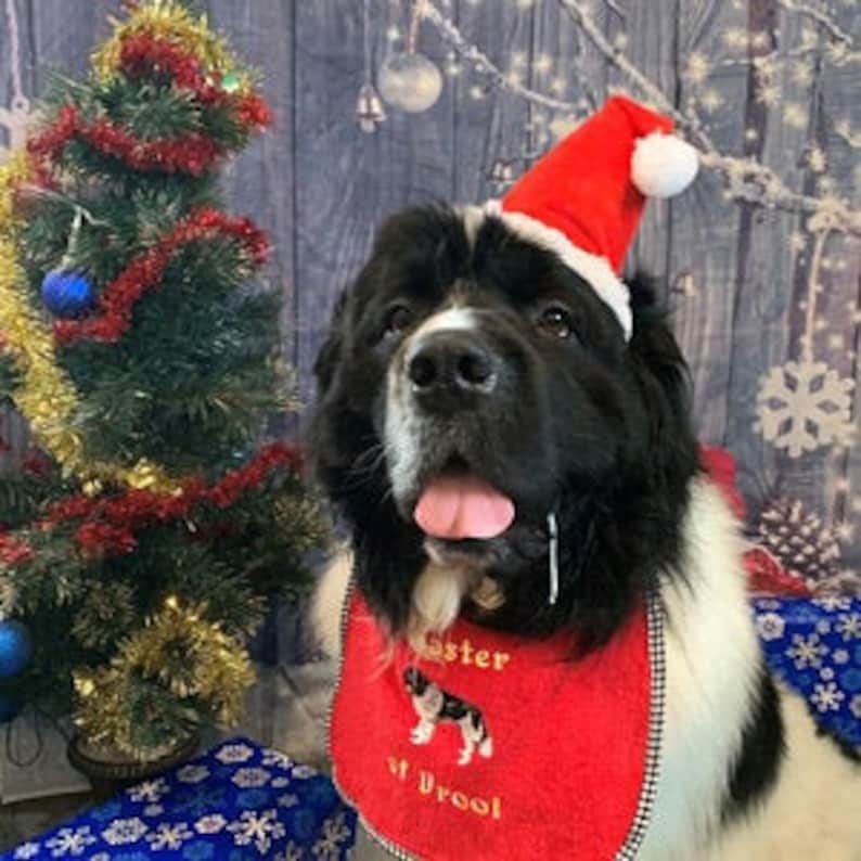 Newfoundland Drool Bib Newfie Drool Bibs Dog Slobber Bib Etsy