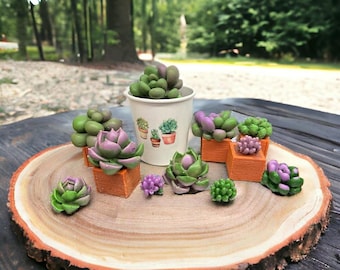 SUCCULENTS and PLANTERS Wax Melts | Baja Cactus Blossom | 5.5 oz