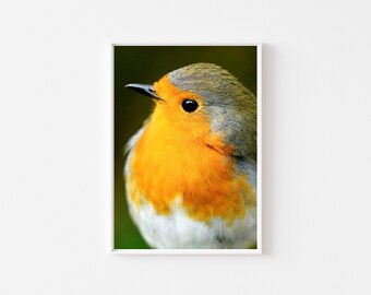 Robin Bird Printable Digital Art, Printable Wall Art, Downloadable Robin British Birds Art Decor