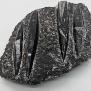 Large Orthoceras Cephalopod Fossil Polished Slab 11&quot; x 8&quot;