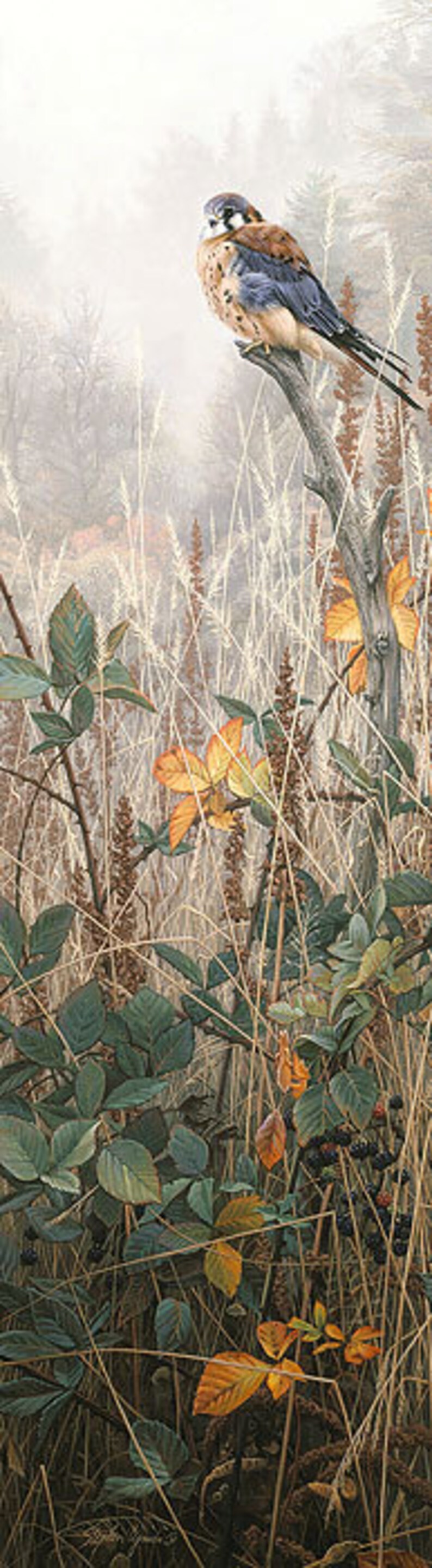 Among The Wild Brambles Kestrel Stephen Lyman Limited Edition Etsy