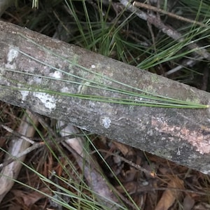 White Pine Needles, Wild Harvested, Fresh Organic, Contain Suramin and Shikimic Acid, Pinus strobus, Eastern White Pine