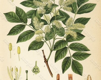 Original Antique Botanical Print From From Franz Eugen Kohler/'s Botanical Atlas Smilax Medica Schlecht Et Cham