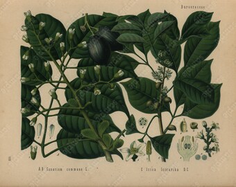 Original Antique Botanical Print From From Franz Eugen Kohler/'s Botanical Atlas Smilax Medica Schlecht Et Cham