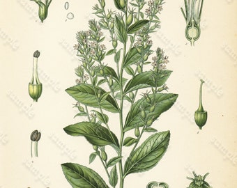 Original Antique Botanical Print From From Franz Eugen Kohler/'s Botanical Atlas Smilax Medica Schlecht Et Cham