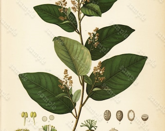 Original Antique  Botanical Print From  From Franz Eugen Kohler/'s Botanical Atlas Smilax Medica Schlecht Et Cham