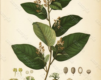 Original Antique Botanical Print From From Franz Eugen Kohler/'s Botanical Atlas Smilax Medica Schlecht Et Cham