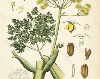 Original Antique Botanical Print From From Franz Eugen Kohler/'s Botanical Atlas Smilax Medica Schlecht Et Cham