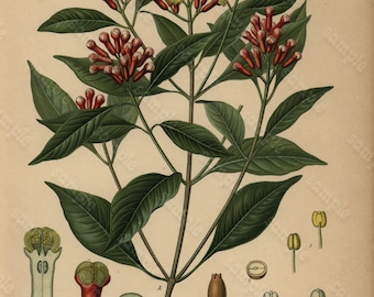 Original Antique Botanical Print From From Franz Eugen Kohler/'s Botanical Atlas Smilax Medica Schlecht Et Cham
