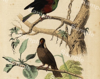 Ornithology bird Engraving decorative art original print wall art home decor Hand Color natural history humming birds