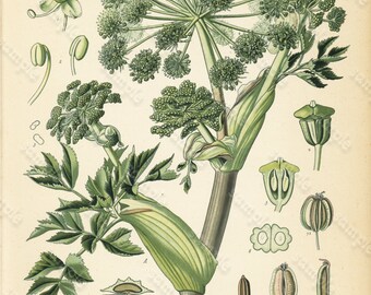 Original Antique Botanical Print From From Franz Eugen Kohler/'s Botanical Atlas Smilax Medica Schlecht Et Cham